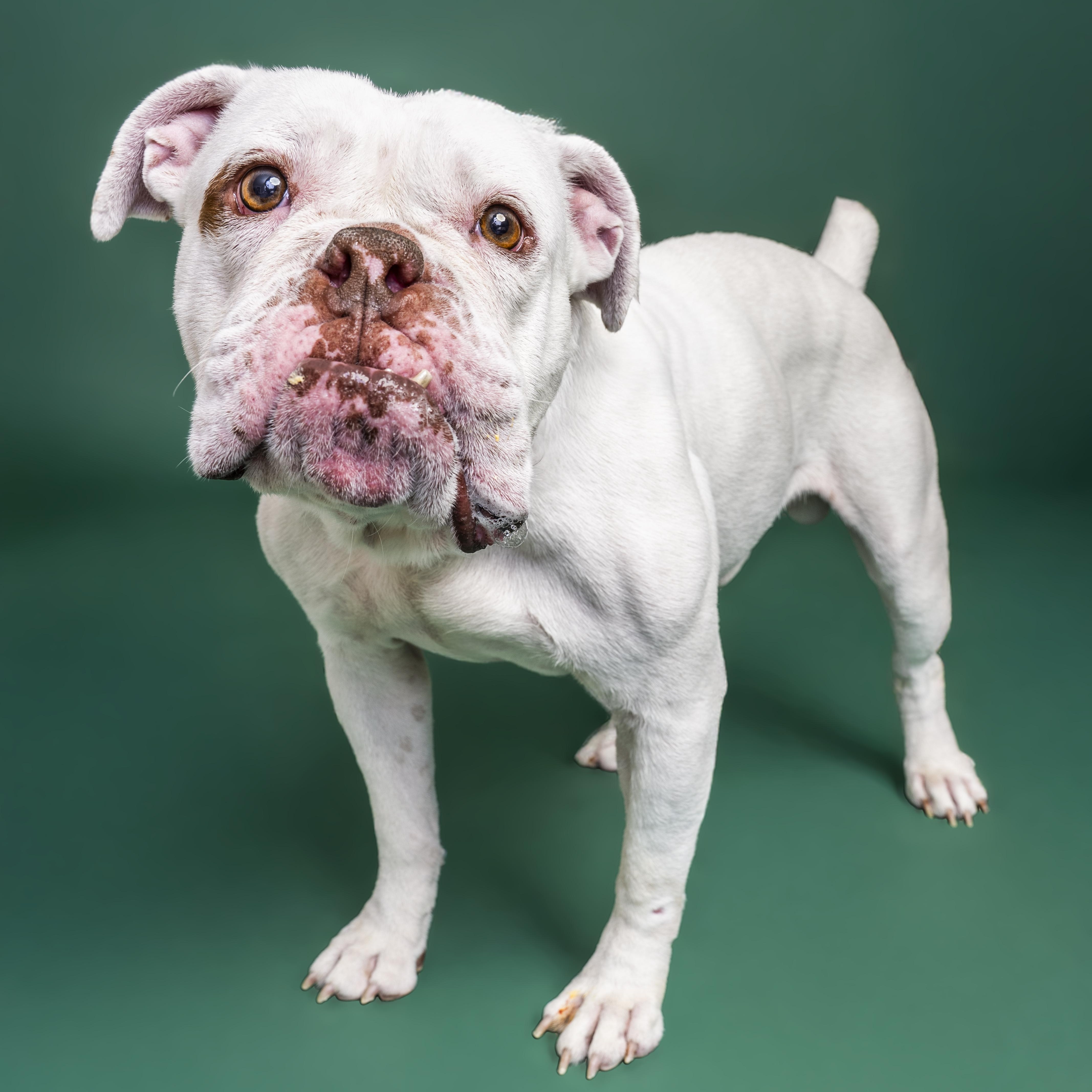 Casper, an adopted mixed breed in Scottsdale, AZ image 4/5