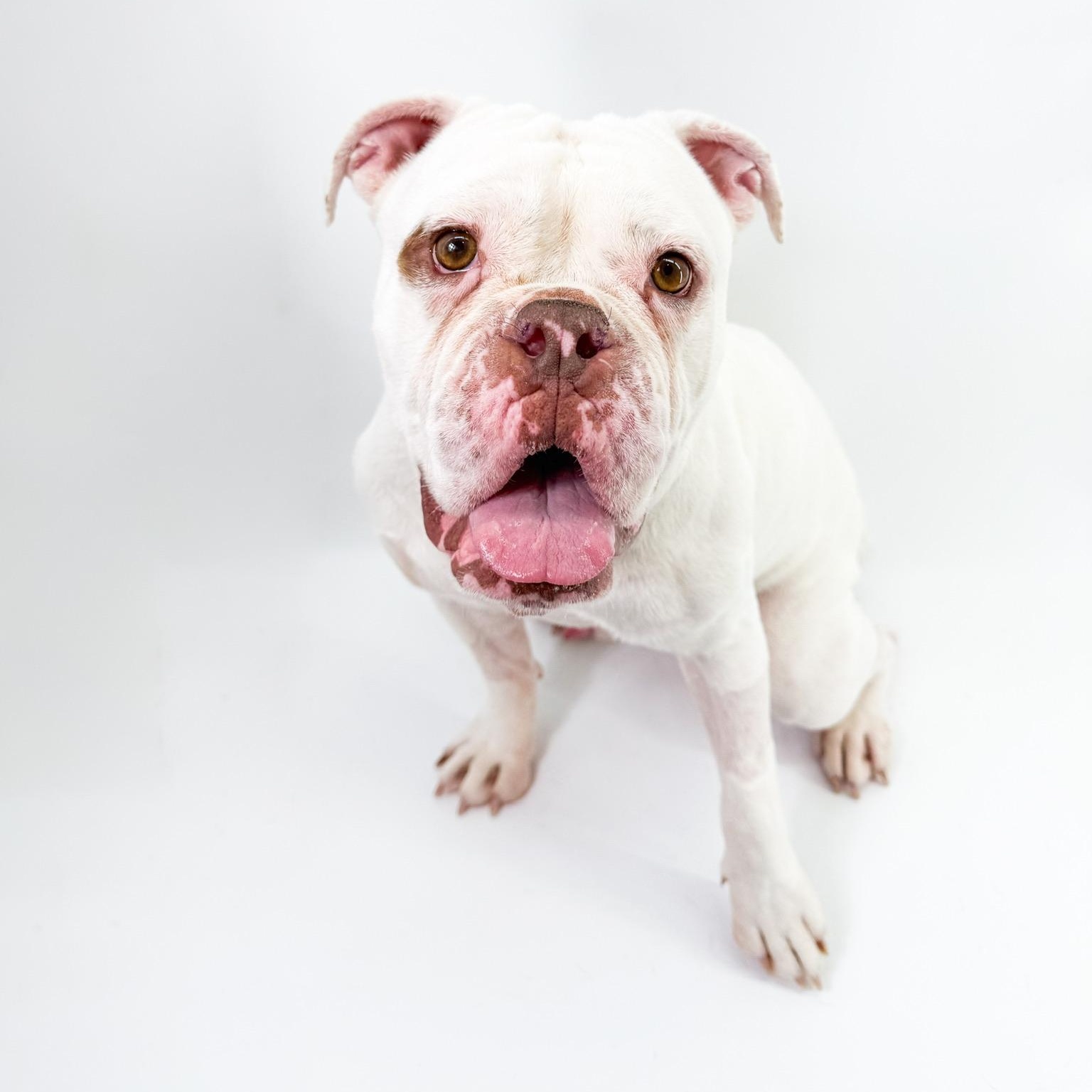 Casper, an adopted mixed breed in Scottsdale, AZ image 2/5