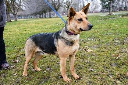 Enlarge Valentine, a Adoptable mixed breed in Yakima, WA image 1/3