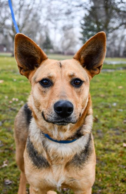 Enlarge Valentine, a Adoptable mixed breed in Yakima, WA image 2/3