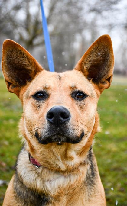 Enlarge Valentine, a Adoptable mixed breed in Yakima, WA image 3/3