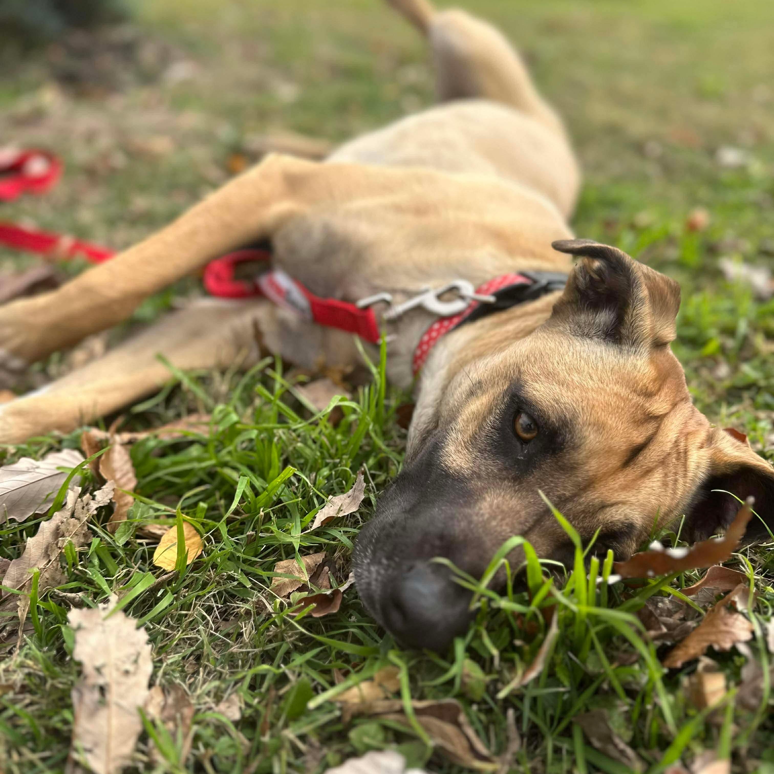 Lola — thumbnail 5