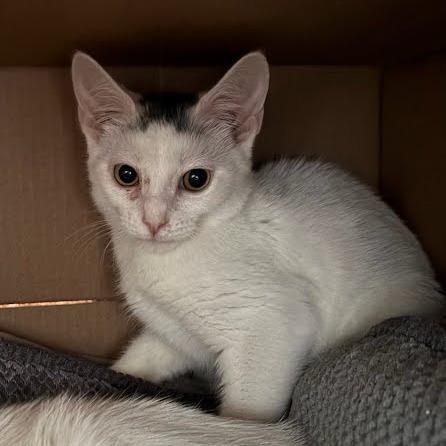 Street, ADOPTABLE, Young Male Domestic Short Hair.