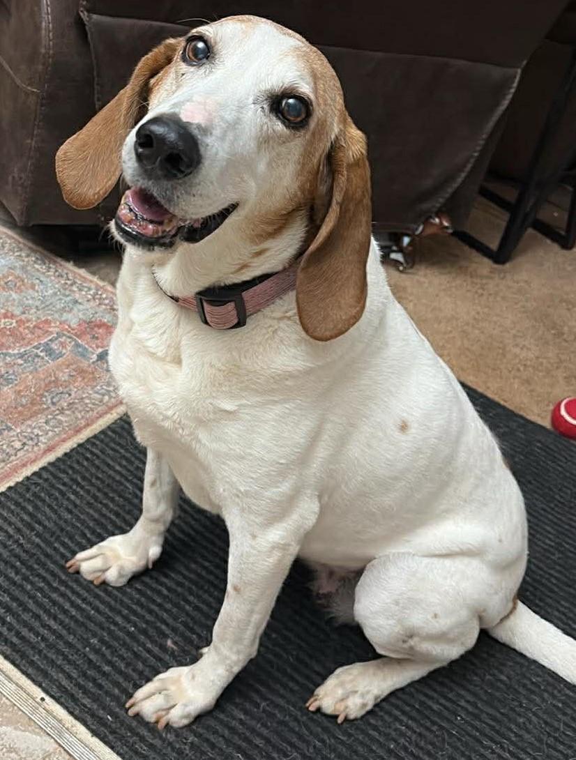 Dixie Chick, Adoptable, Adult Female Coonhound.