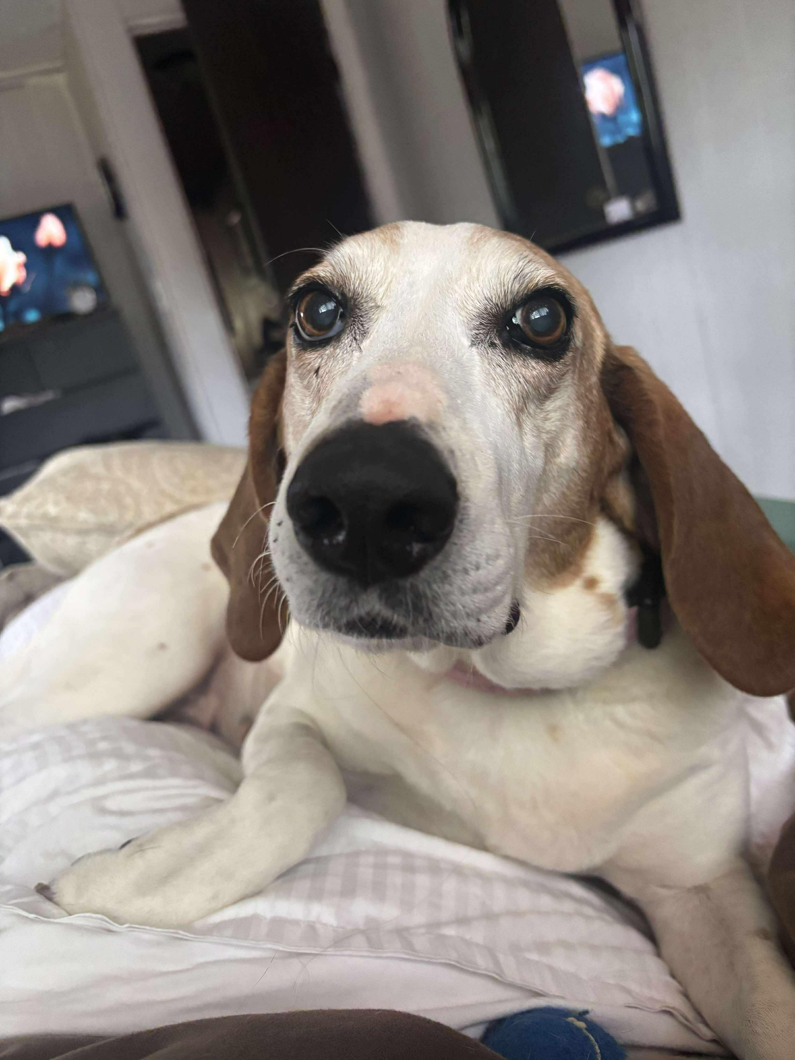 Enlarge Dixie Chick, a Adoptable mixed breed in Charlotte, NC image 1/2