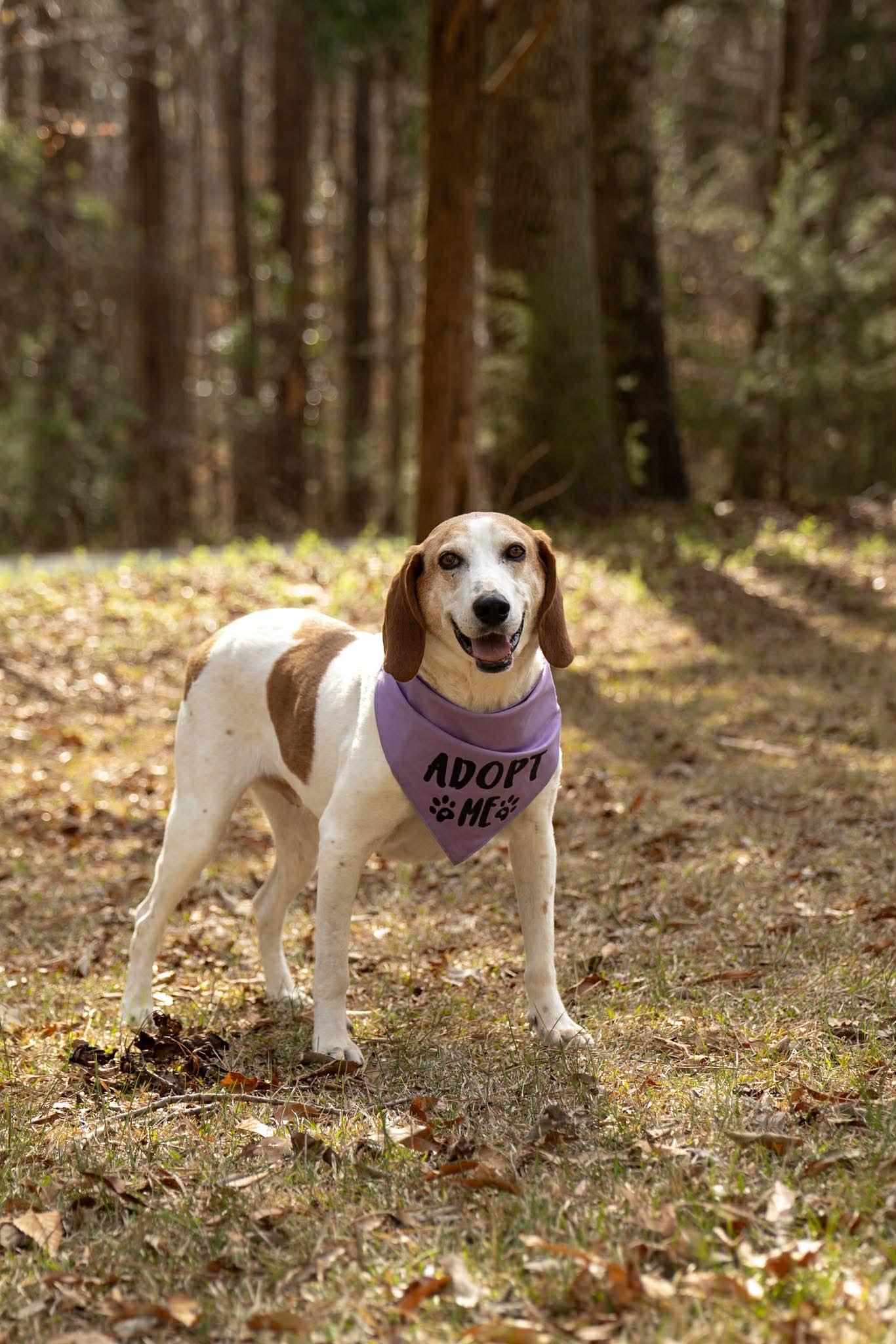 Dixie Chick, Adoptable, Adult Female Coonhound.
