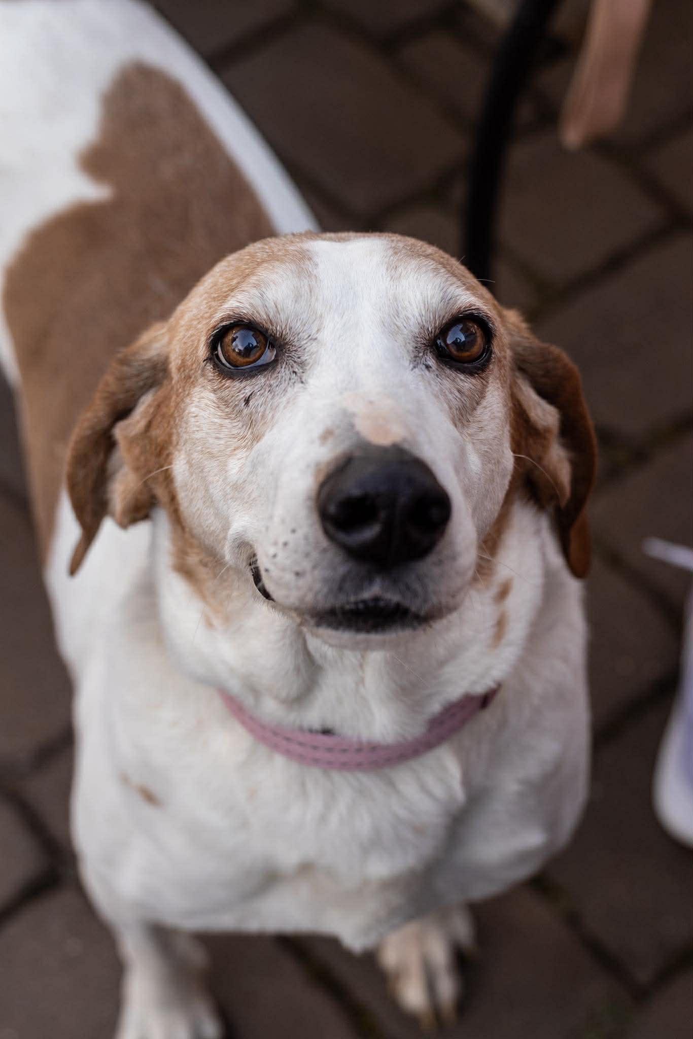 Dixie Chick, Adoptable, Adult Female Coonhound.