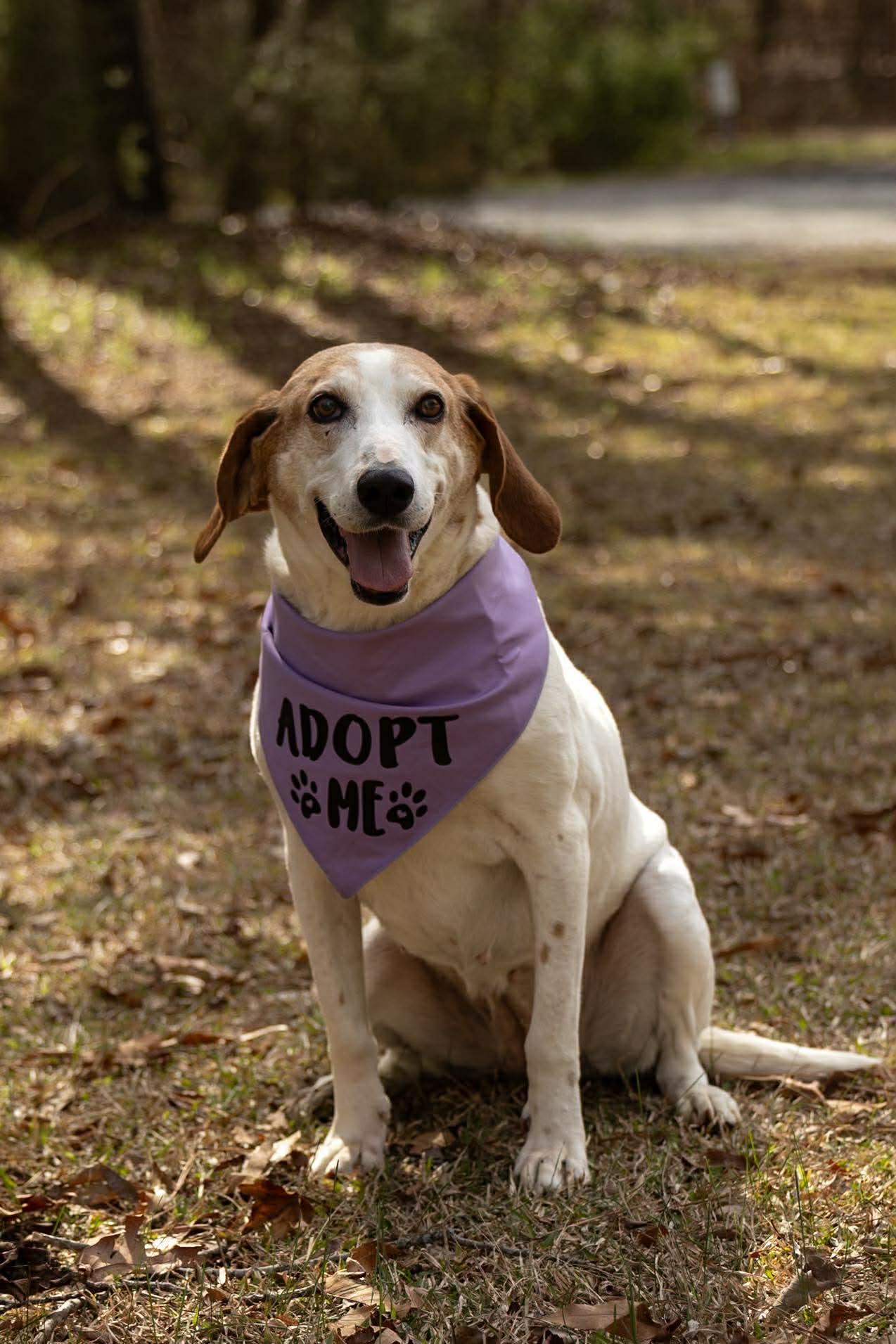 Enlarge Dixie Chick, a Adoptable mixed breed in Charlotte, NC image 4/6