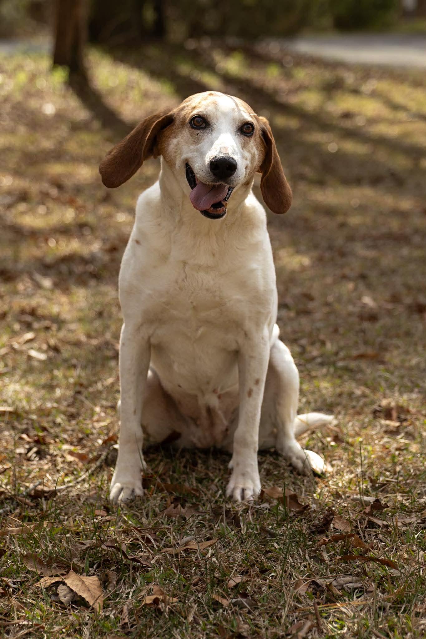 Enlarge Dixie Chick, a Adoptable mixed breed in Charlotte, NC image 6/6