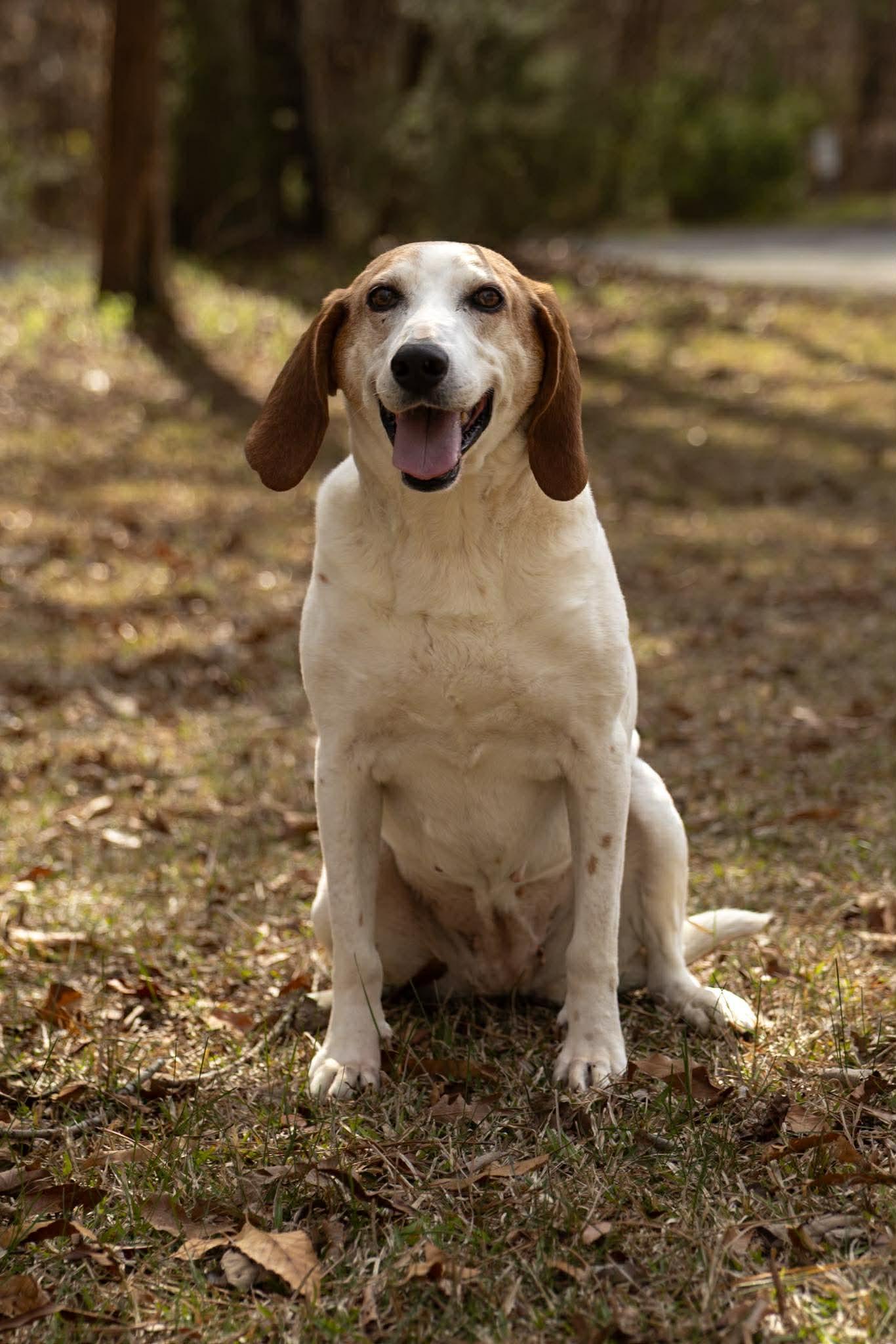 Enlarge Dixie Chick, a Adoptable mixed breed in Charlotte, NC image 5/6