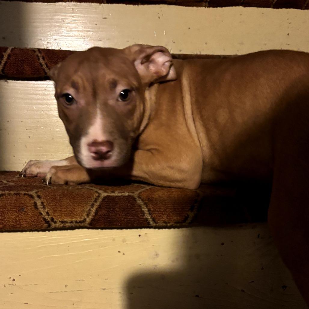 Rockette, Adoptable, Puppy Female Pit Bull Terrier.