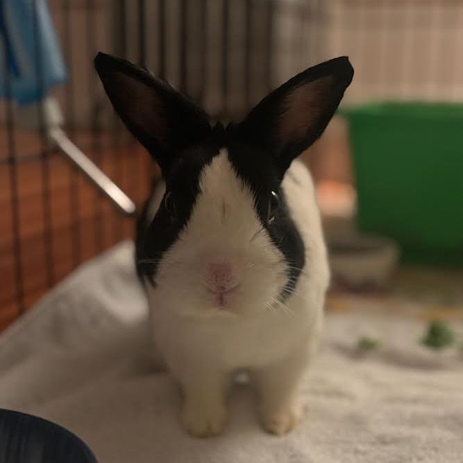 Enlarge Honey Bun-In Foster, a Adoptable Dutch in Springfield, MA image 1/3