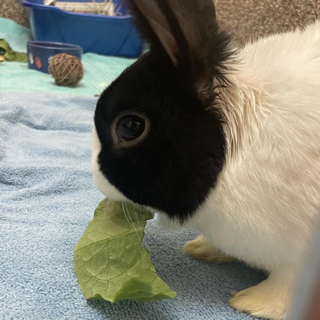 Enlarge Honey Bun-In Foster, a Adoptable Dutch in Springfield, MA image 2/3