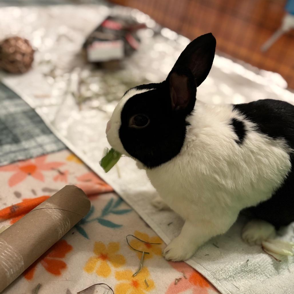 Honey Bun-In Foster- 50% off, a Adoptable Dutch in Springfield, MA image 2/6