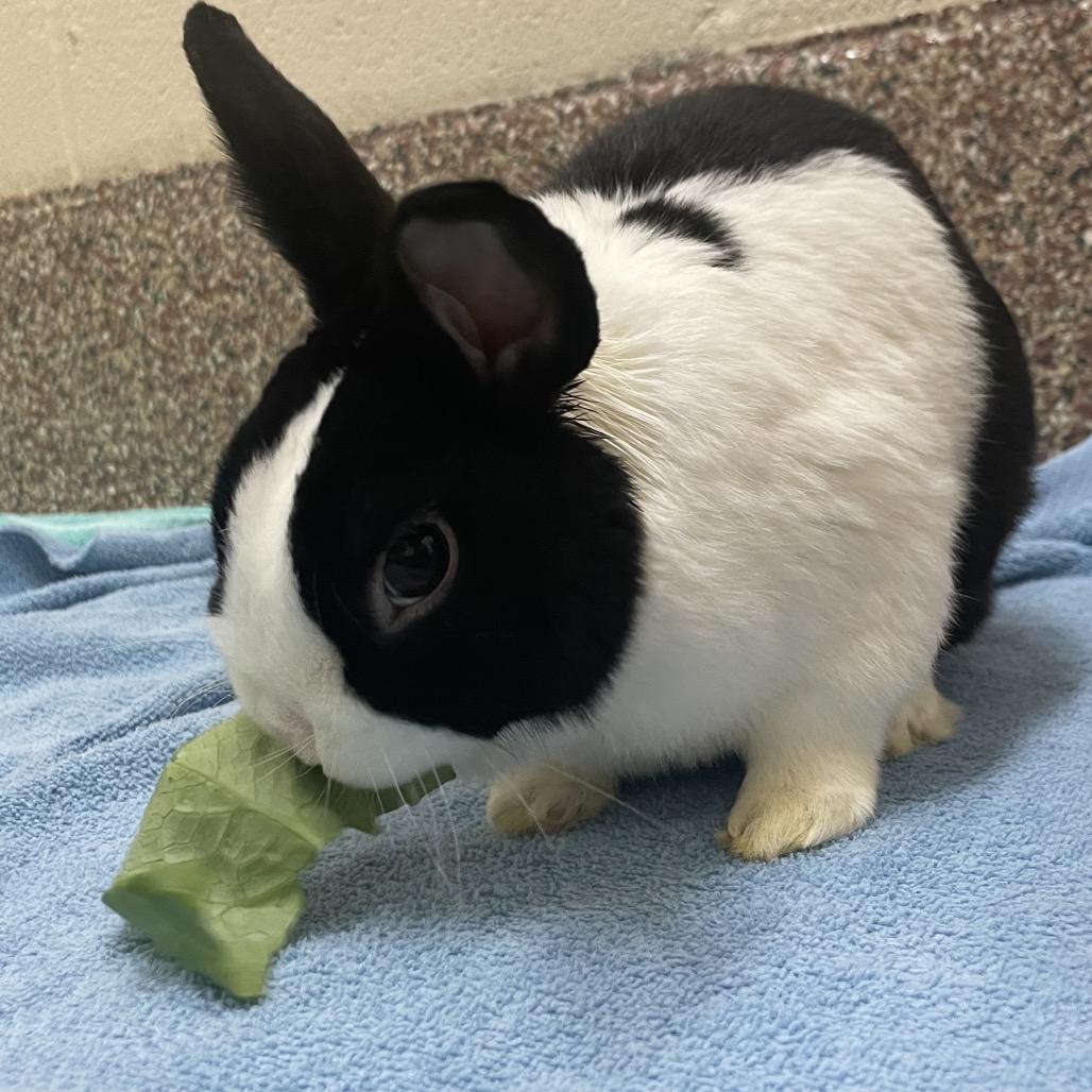 Enlarge Honey Bun-In Foster, a Adoptable Dutch in Springfield, MA image 3/3