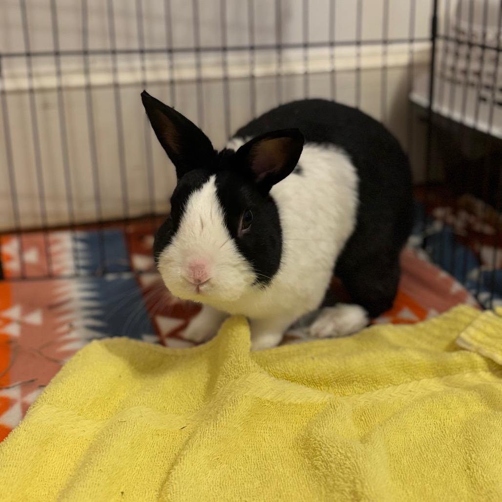 Honey Bun-In Foster- 50% off, a Adoptable Dutch in Springfield, MA image 4/6