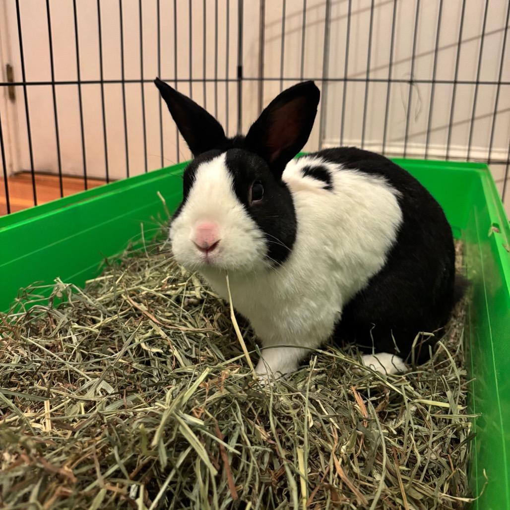 Honey Bun-In Foster- 50% off, a Adoptable Dutch in Springfield, MA image 6/6