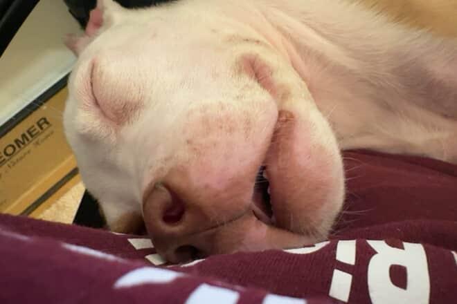 Enlarge Toby, a Adopted Pit Bull Terrier in Cresco, PA image 3/6