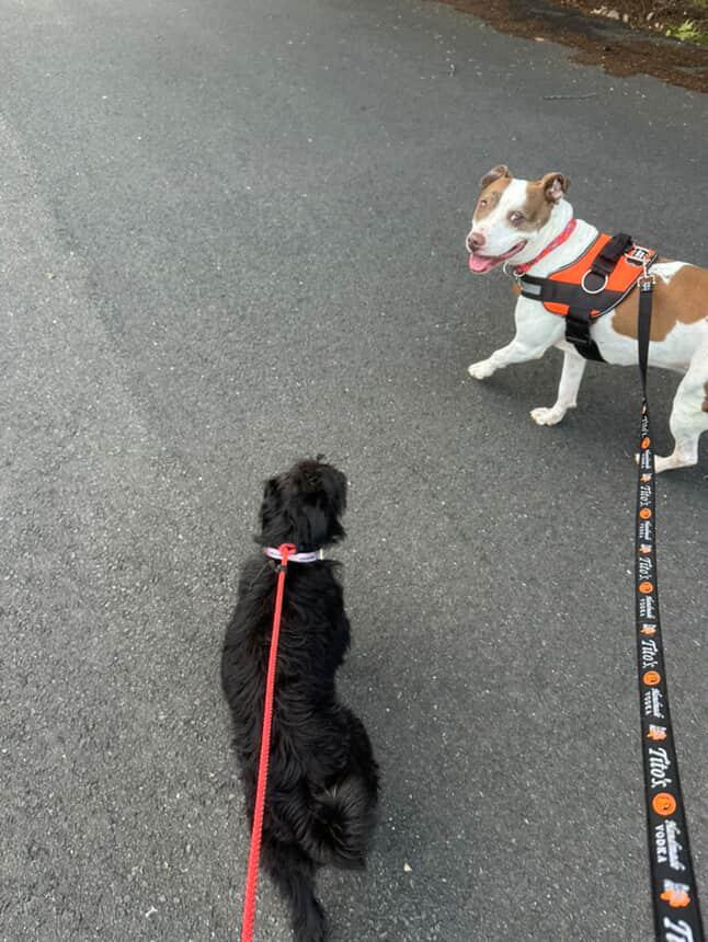 Enlarge Toby, a Adopted Pit Bull Terrier in Cresco, PA image 4/6