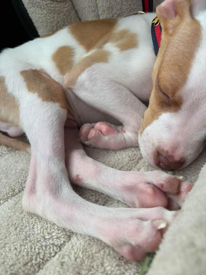 Enlarge Toby, a Adopted Pit Bull Terrier in Cresco, PA image 5/6