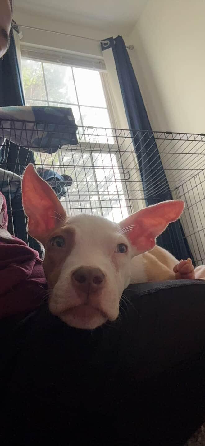 Toby, Adopted, Puppy Male Pit Bull Terrier.