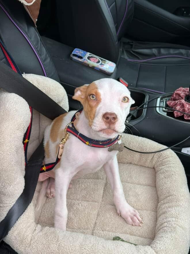 Enlarge Toby, a Adopted Pit Bull Terrier in Cresco, PA image 2/6