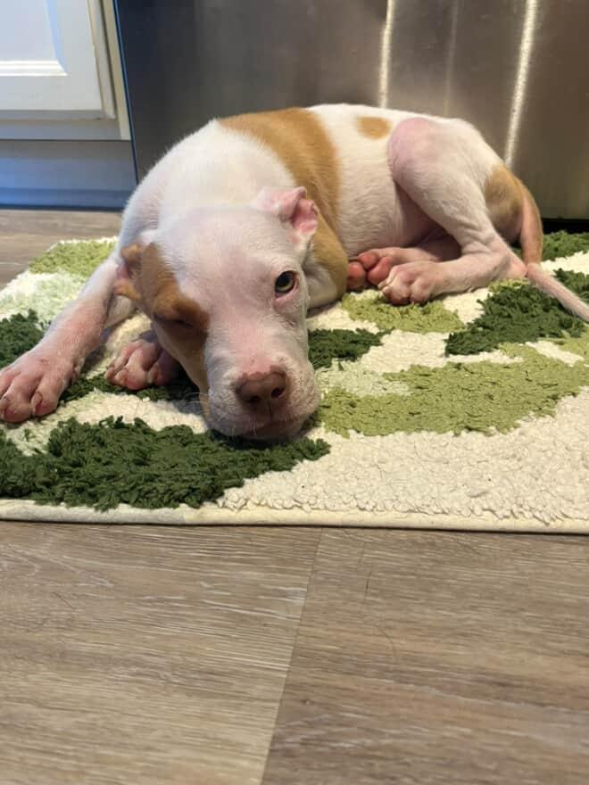 Enlarge Toby, a Adopted Pit Bull Terrier in Cresco, PA image 6/6