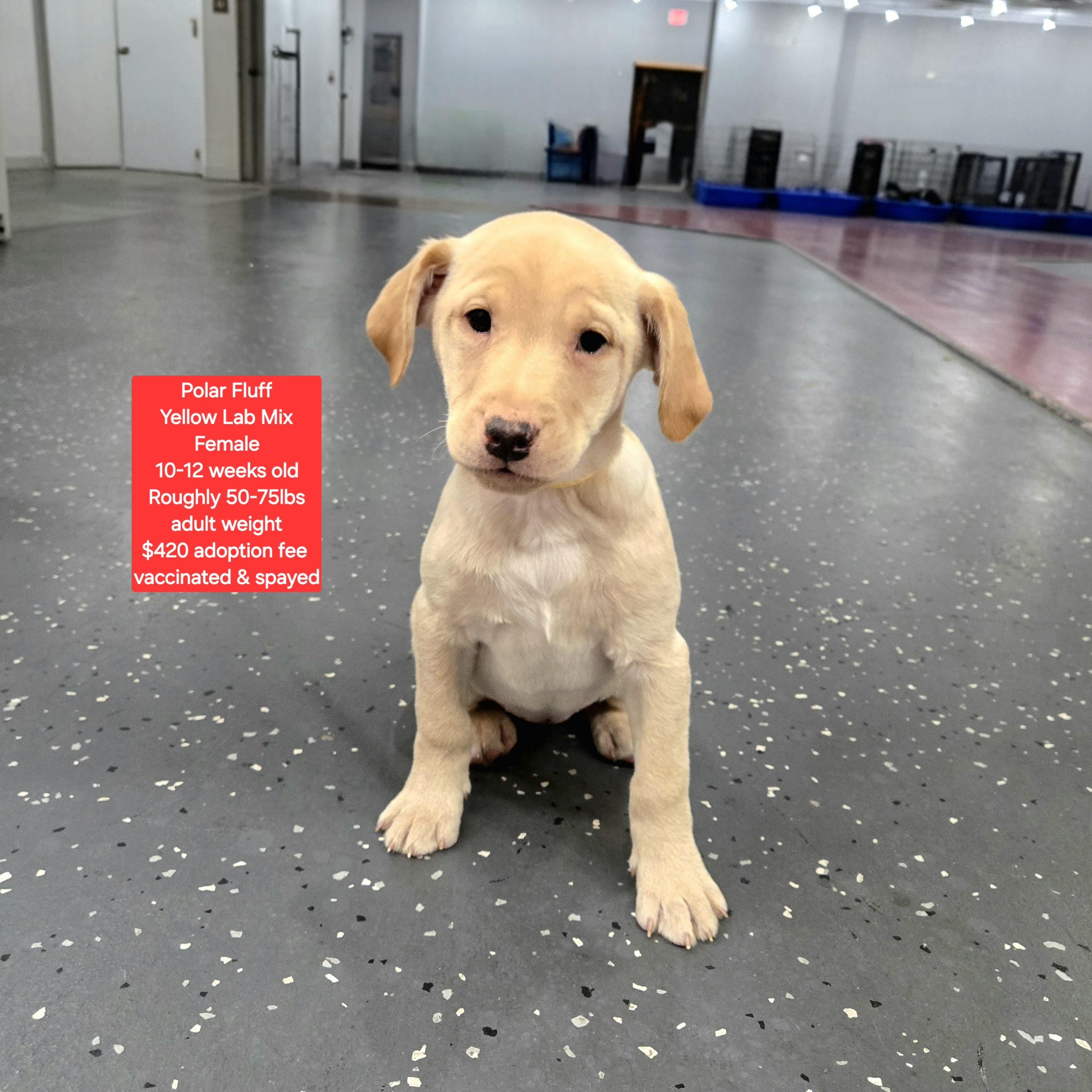 Enlarge Polar Fluff, an adopted mixed breed in Oviedo, FL image 1/1