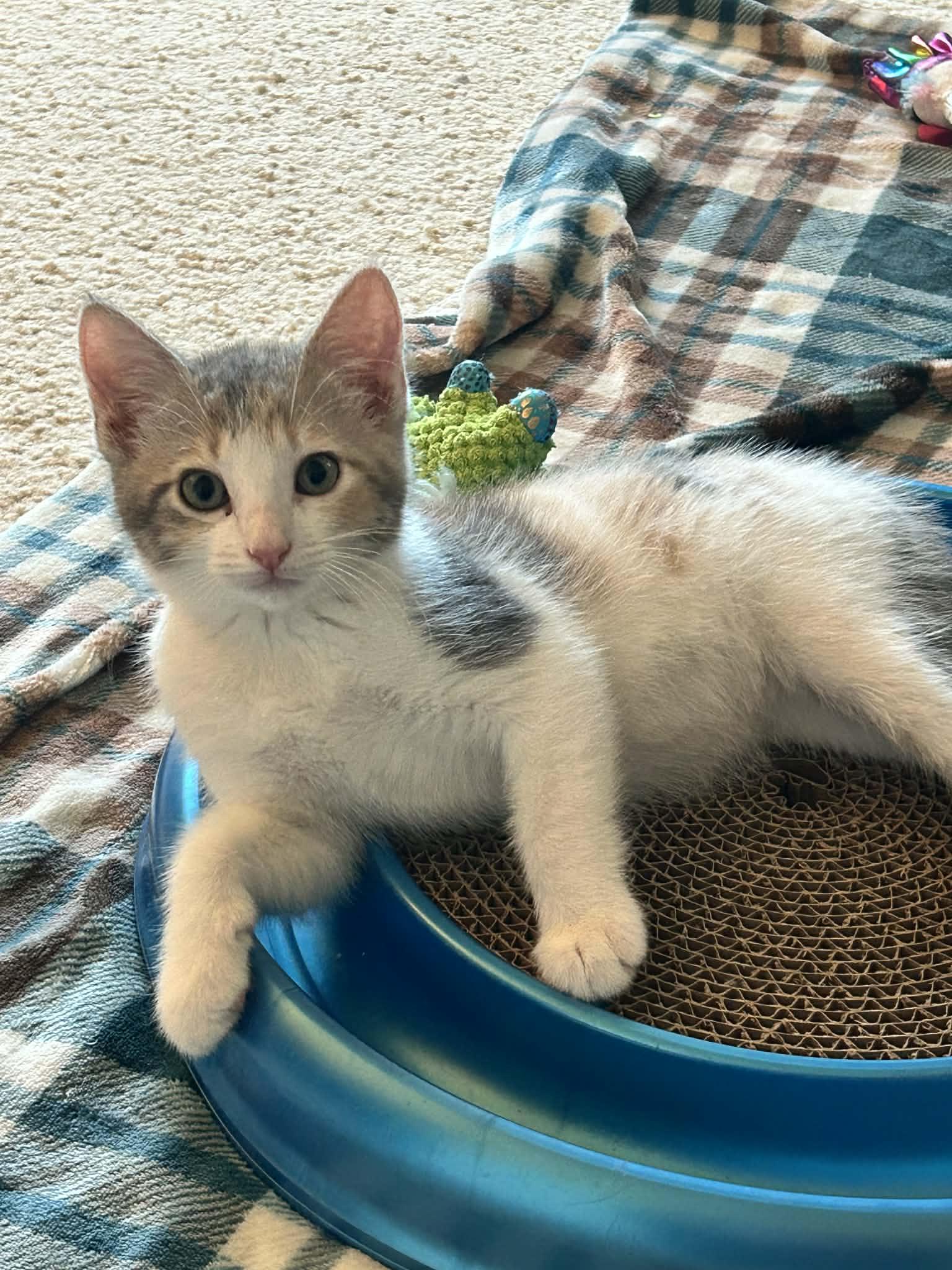 Enlarge Heidi, a ADOPTABLE Domestic Short Hair in queen creek, AZ image 2/2