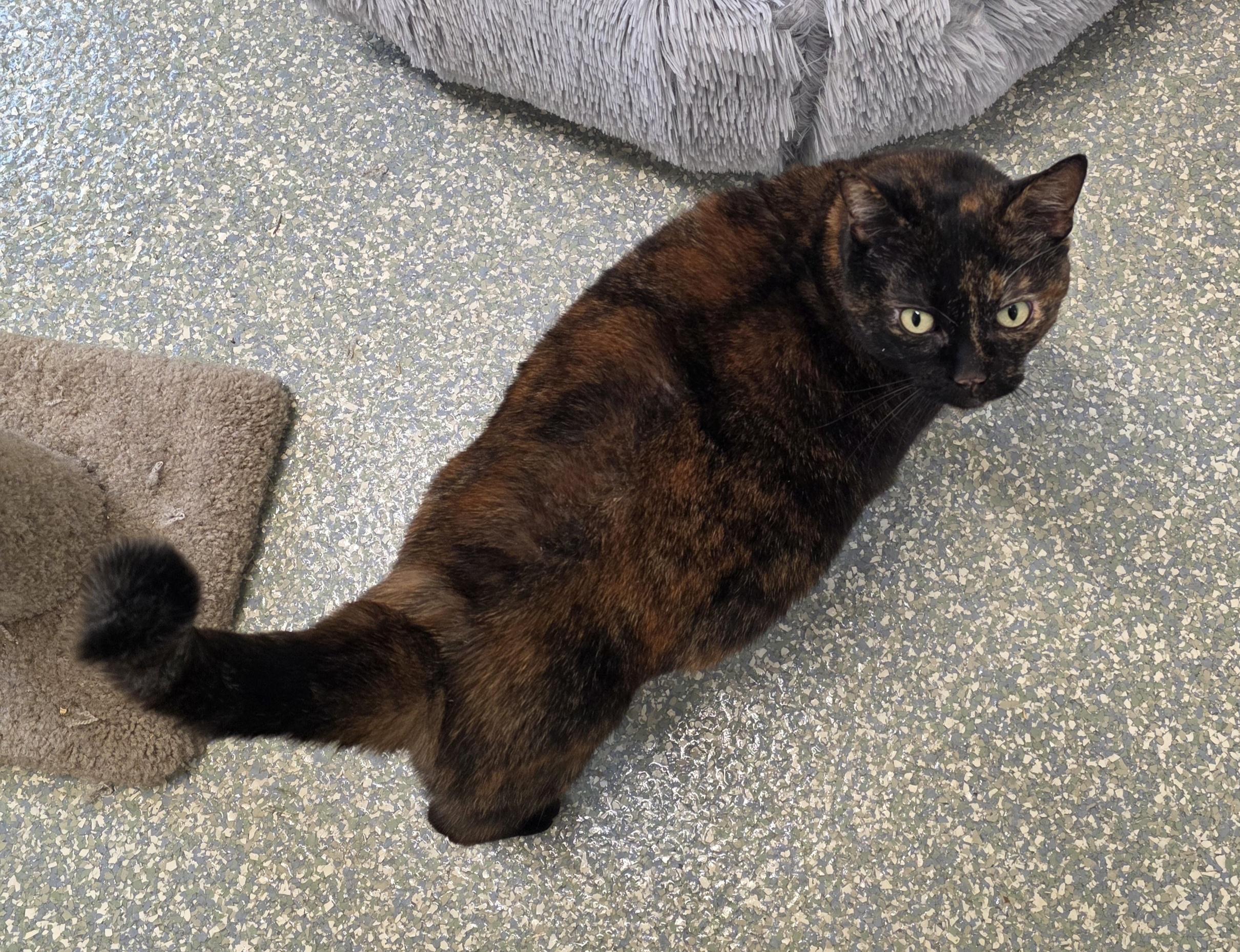 Enlarge Penny, a ADOPTABLE mixed breed in Newport, OR image 1/1