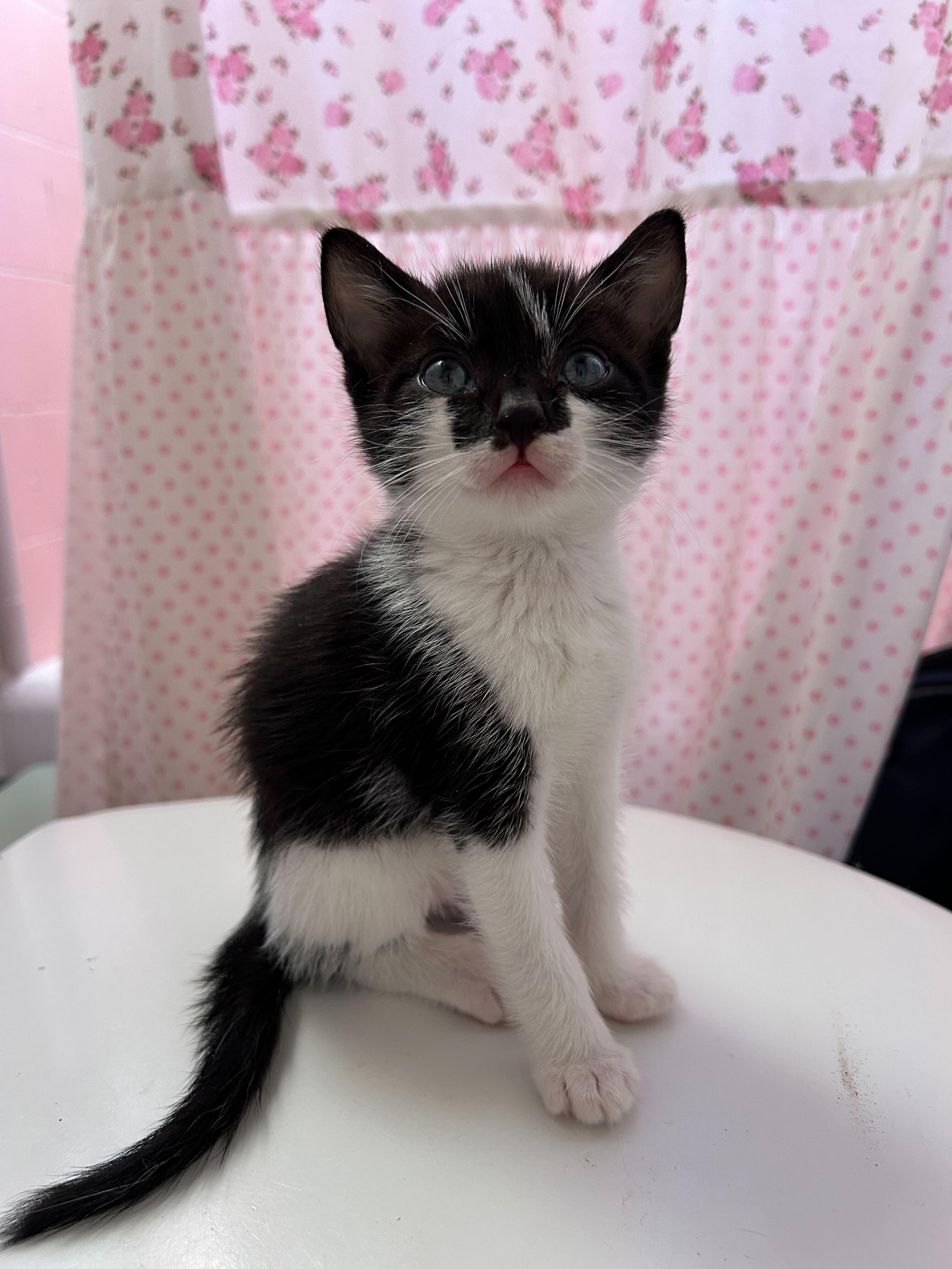 Enlarge Cookie, a ADOPTABLE American Shorthair in Santa Monica, CA image 2/5