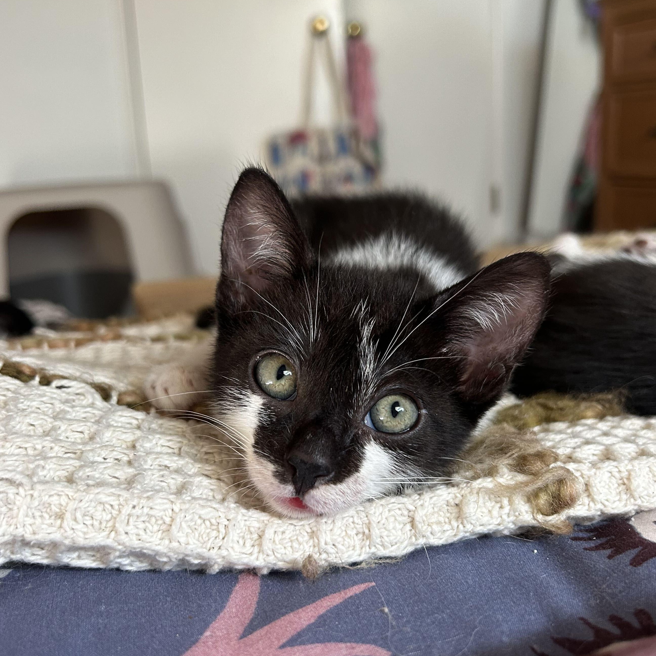 Enlarge Cookie, a ADOPTABLE Domestic Short Hair in Santa Monica, CA image 1/6