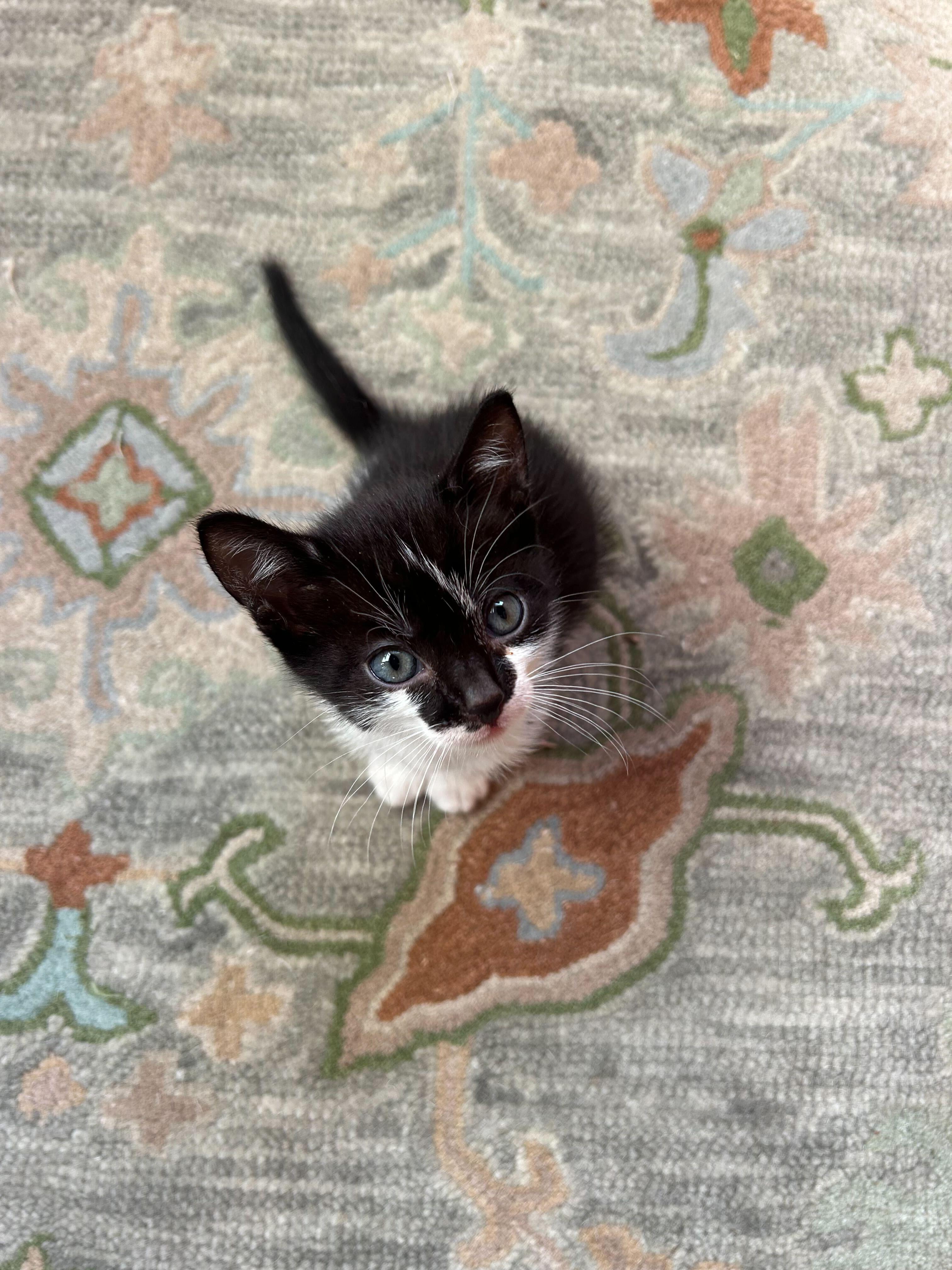 Enlarge Cookie, a ADOPTABLE American Shorthair in Santa Monica, CA image 3/5