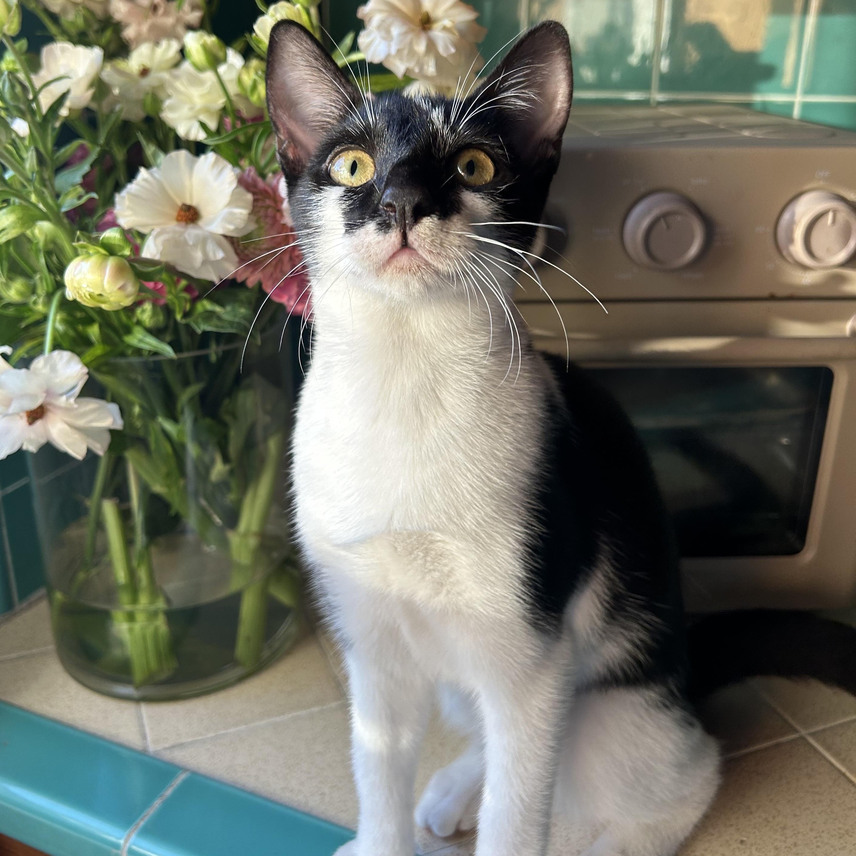 Cookie (aka Harriet Potter), a ADOPTABLE Domestic Short Hair in Santa Monica, CA image 1/6