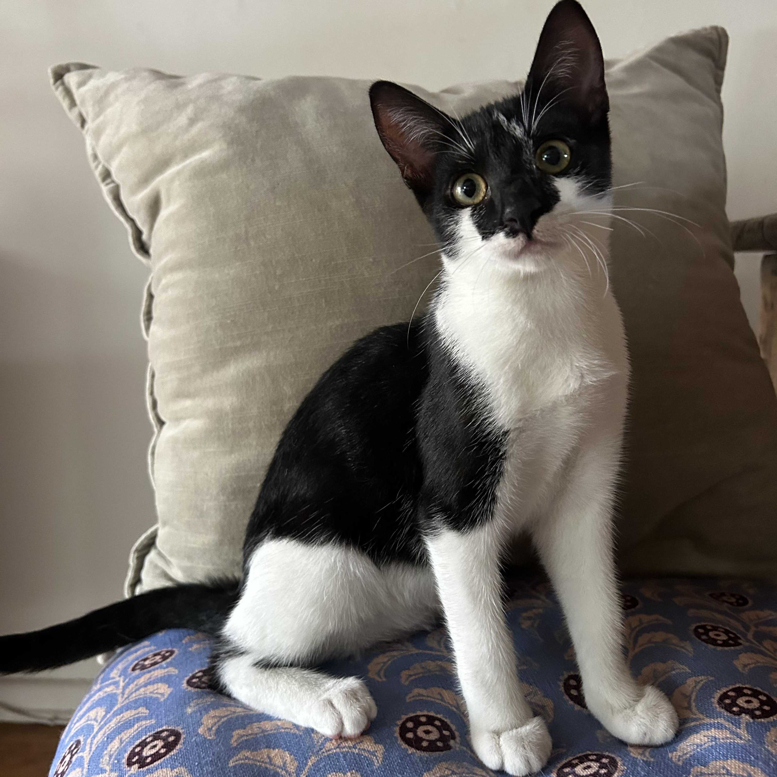Cookie (aka Harriet Potter), ADOPTABLE, Kitten Female Domestic Short Hair.