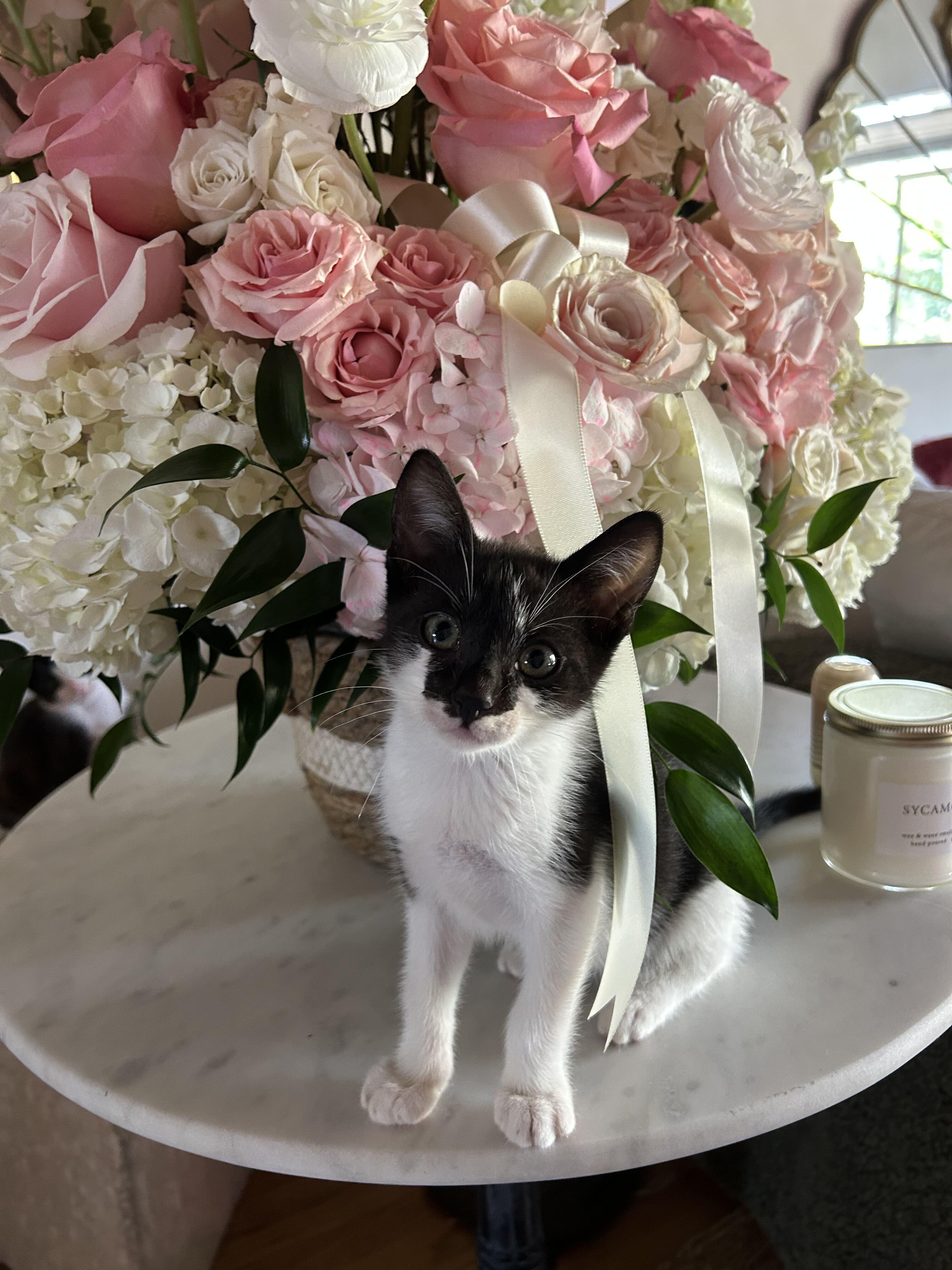Enlarge Cookie, a ADOPTABLE Domestic Short Hair in Santa Monica, CA image 3/6