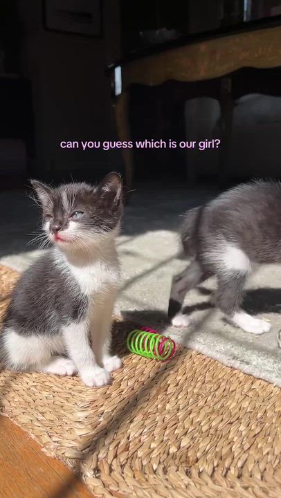 Enlarge Cookie, a ADOPTABLE American Shorthair in Santa Monica, CA video 4/5