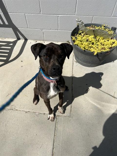 MADDIE, Adoptable, Adult Female Catahoula Leopard Dog & Boxer.