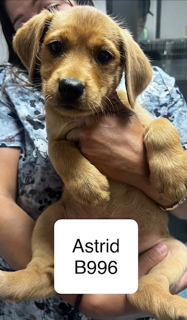 Enlarge Astrid, a ADOPTABLE mixed breed in Morganton, NC image 1/1