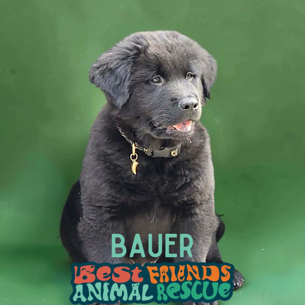 Bauer, Adoptable, Puppy Male Black Labrador Retriever & Chow Chow.