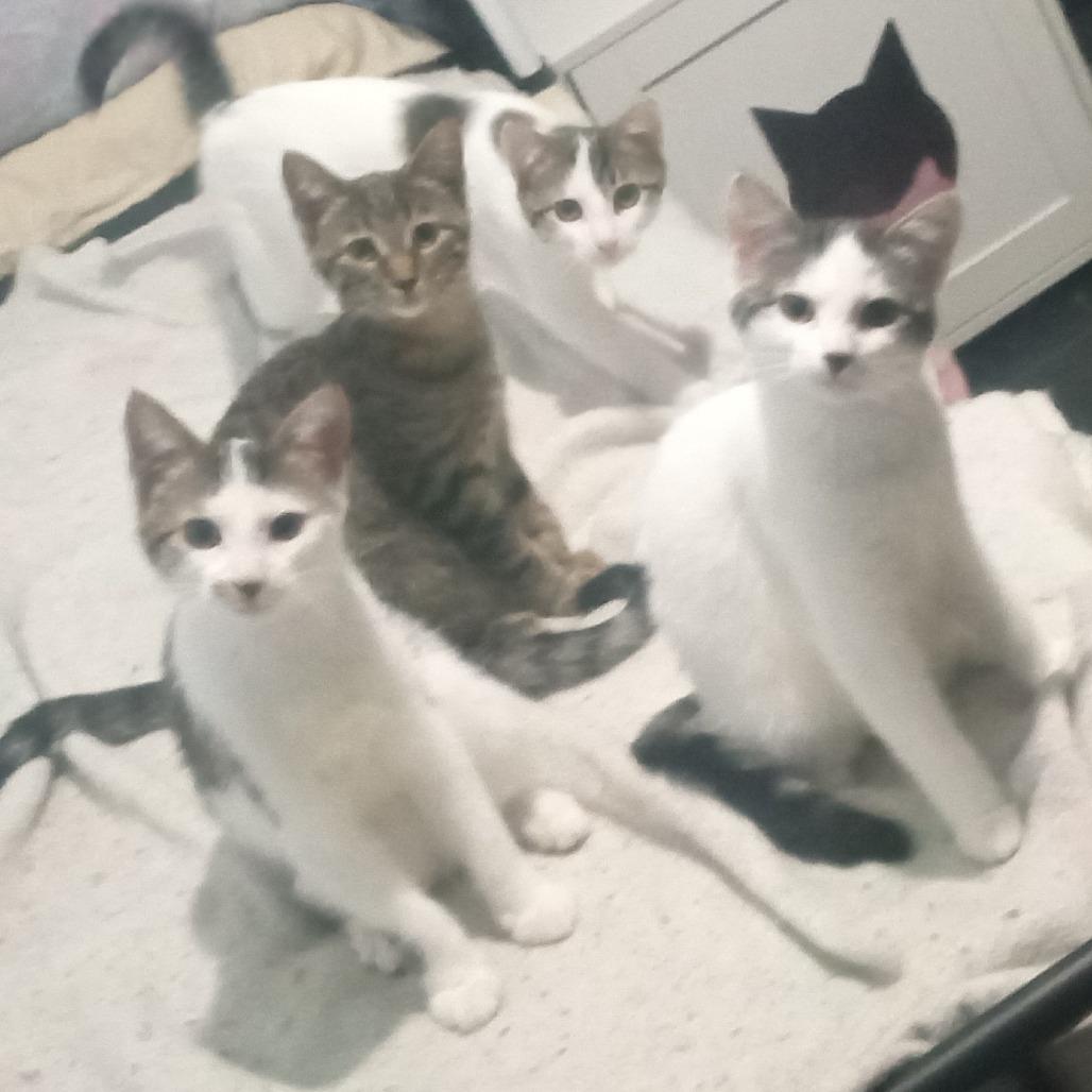 PandaGirl, a Adoptable Domestic Short Hair in St. Paul, MN image 1/6