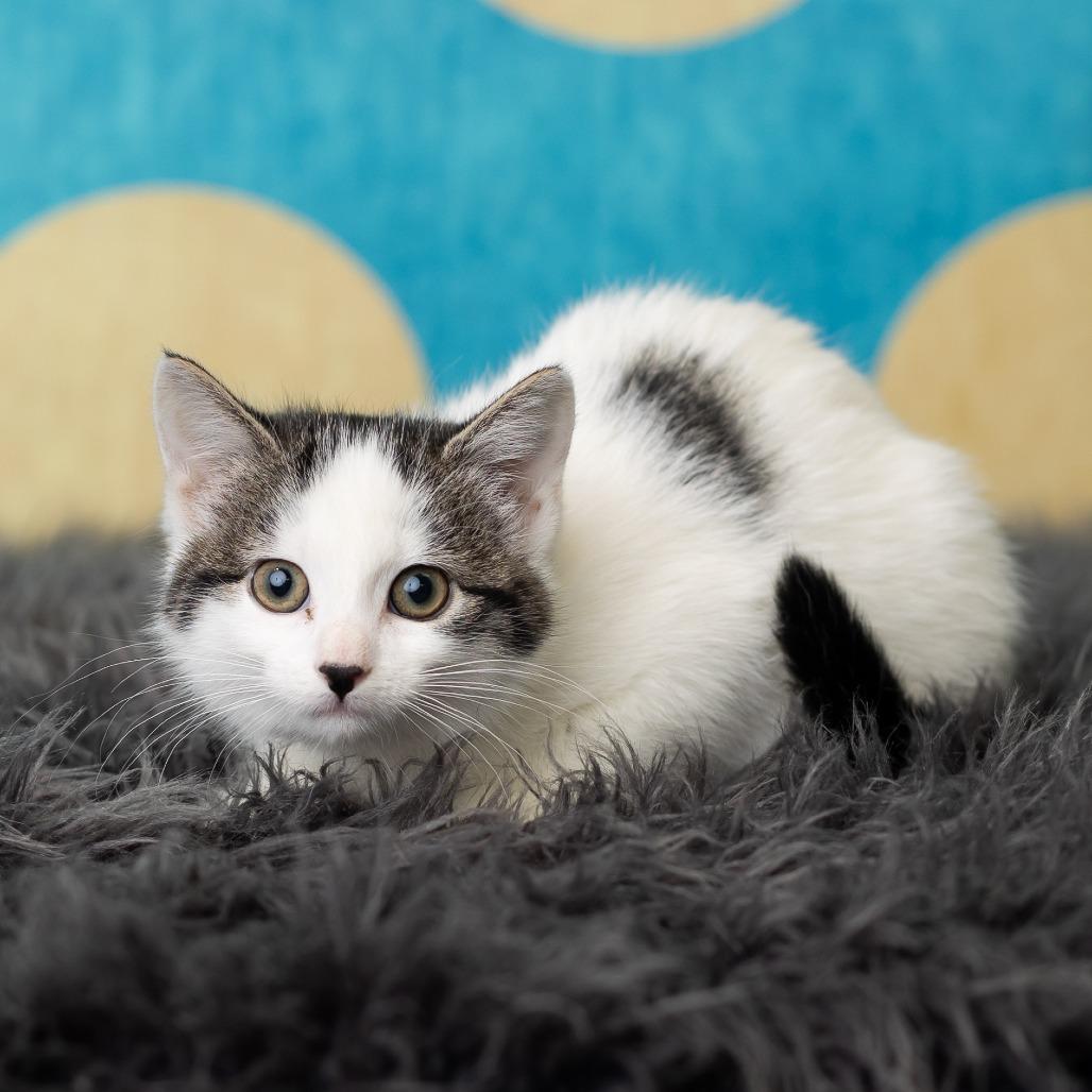 PandaGirl, a Adoptable Domestic Short Hair in St. Paul, MN image 2/6