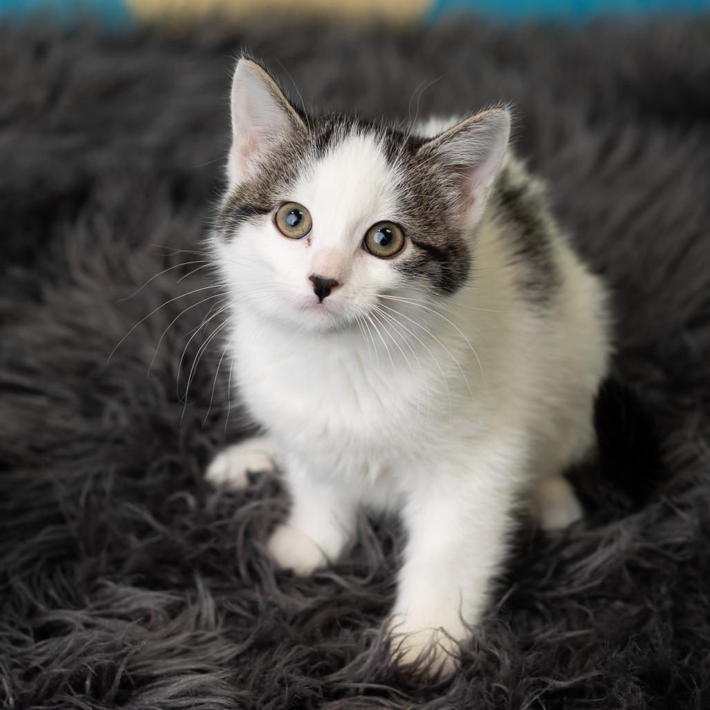 PandaGirl, a Adoptable Domestic Short Hair in St. Paul, MN image 3/6