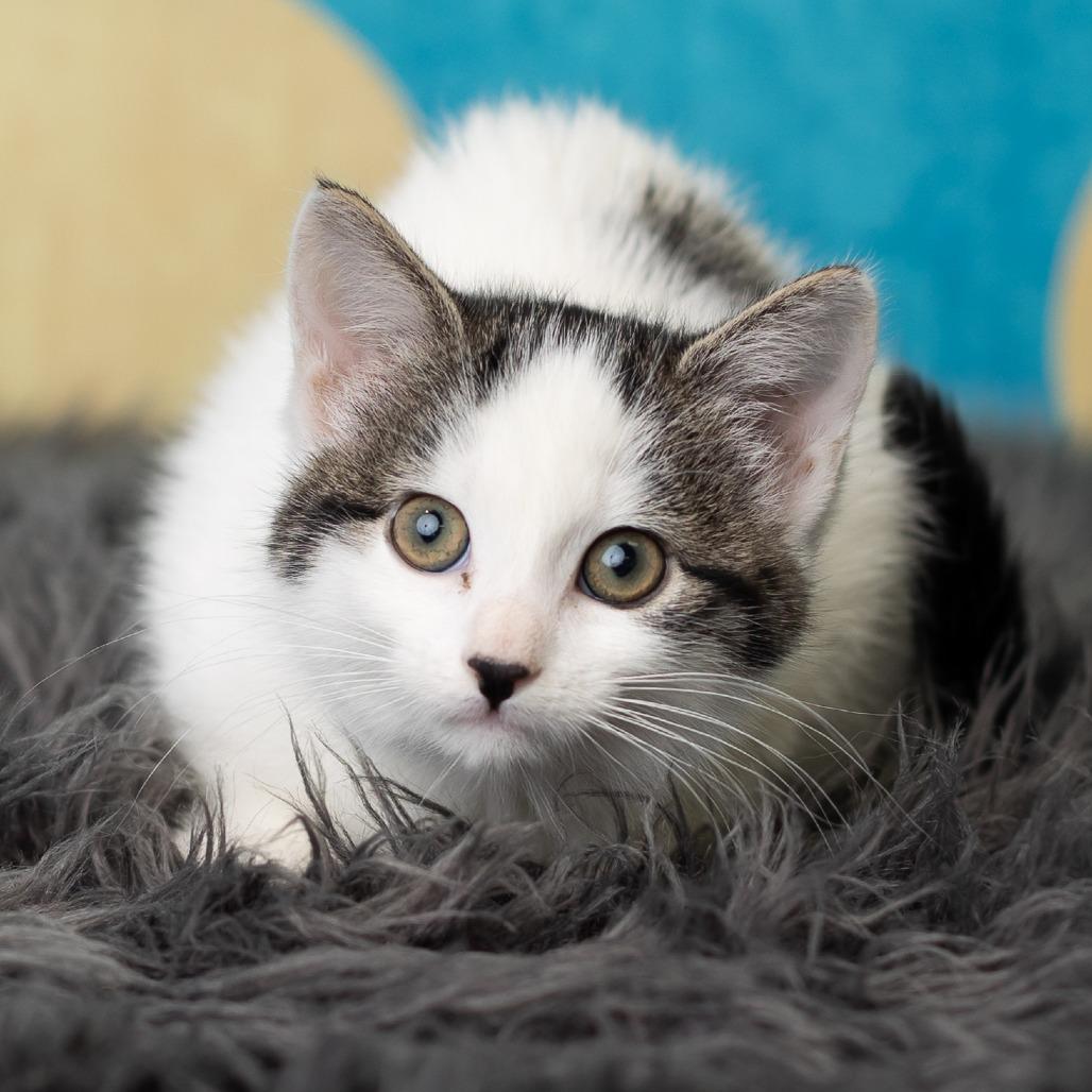 PandaGirl, a Adoptable Domestic Short Hair in St. Paul, MN image 4/6