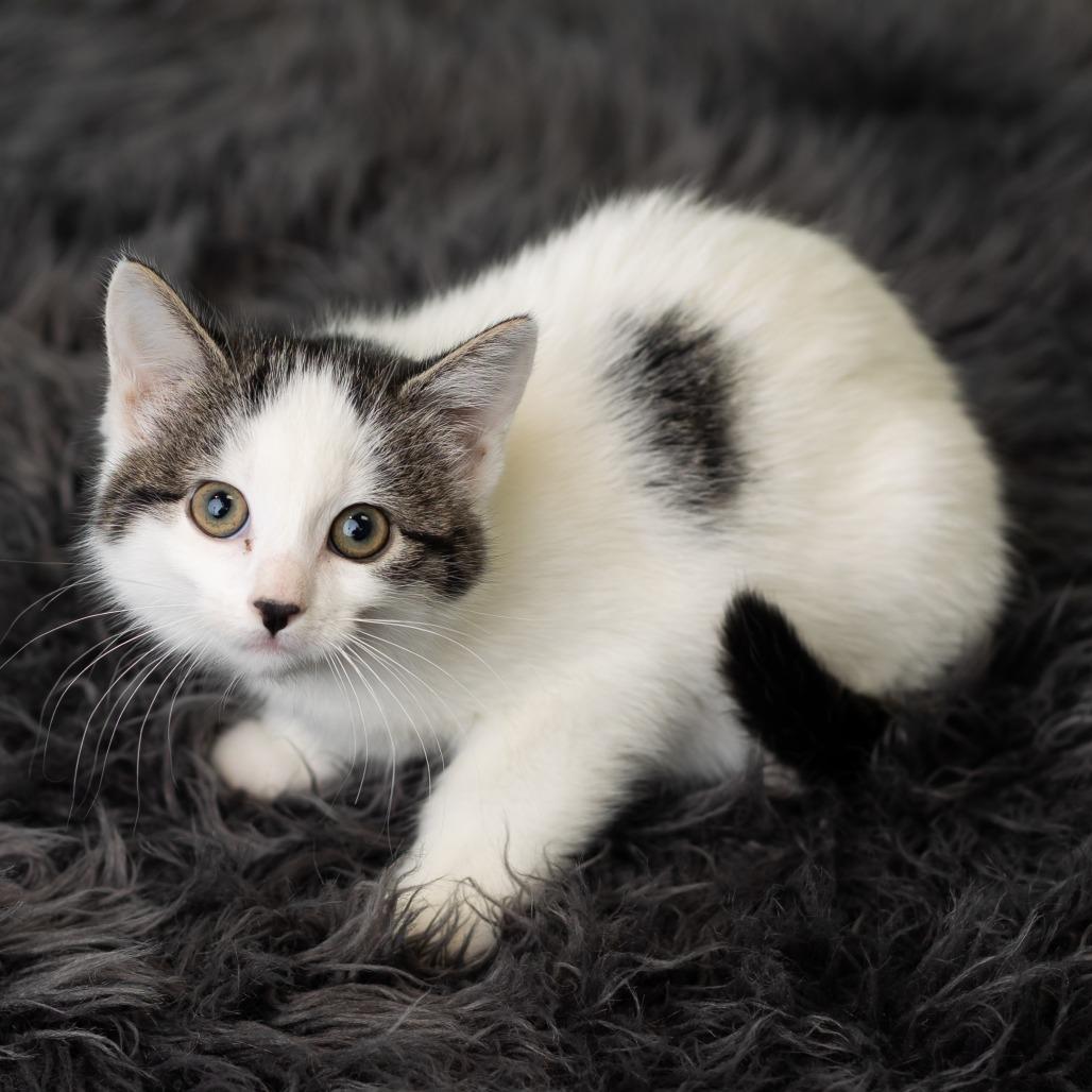 PandaGirl, a Adoptable Domestic Short Hair in St. Paul, MN image 5/6