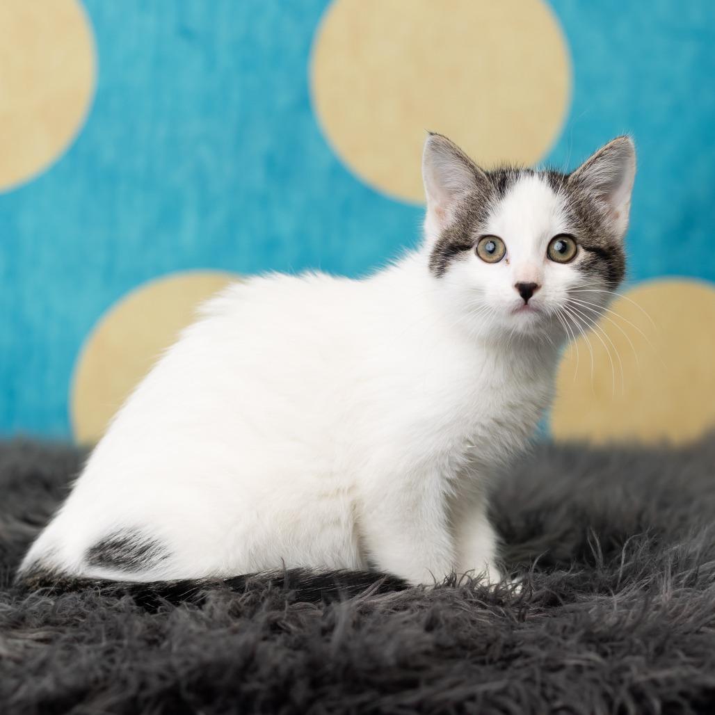 PandaGirl, a Adoptable Domestic Short Hair in St. Paul, MN image 6/6