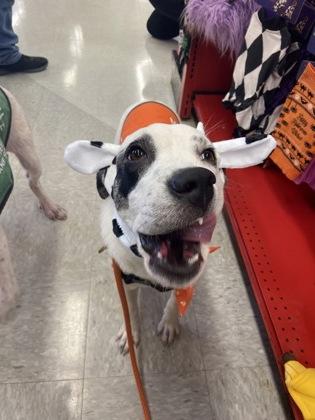 Candice, Adoptable, Young Female Labrador Retriever & Mixed Breed.