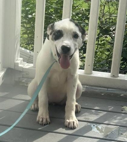 Candice, a Adoptable mixed breed in Columbus, IN image 2/3