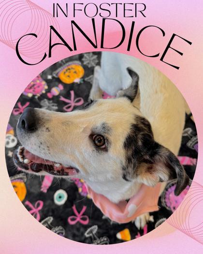 Candice, a Adoptable mixed breed in Columbus, IN image 3/3