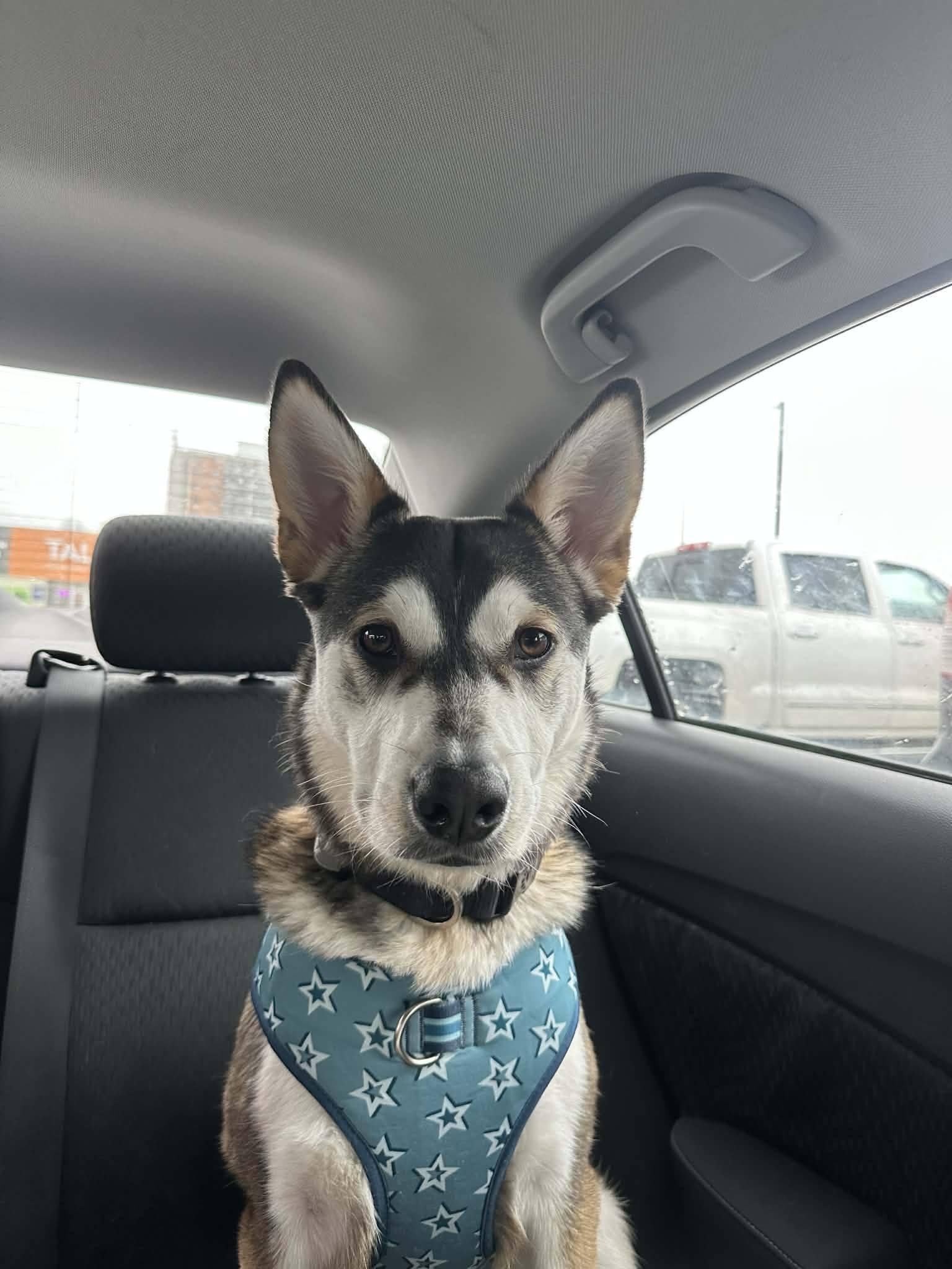 Enlarge Balto, a ADOPTABLE Husky in London, ON image 1/5